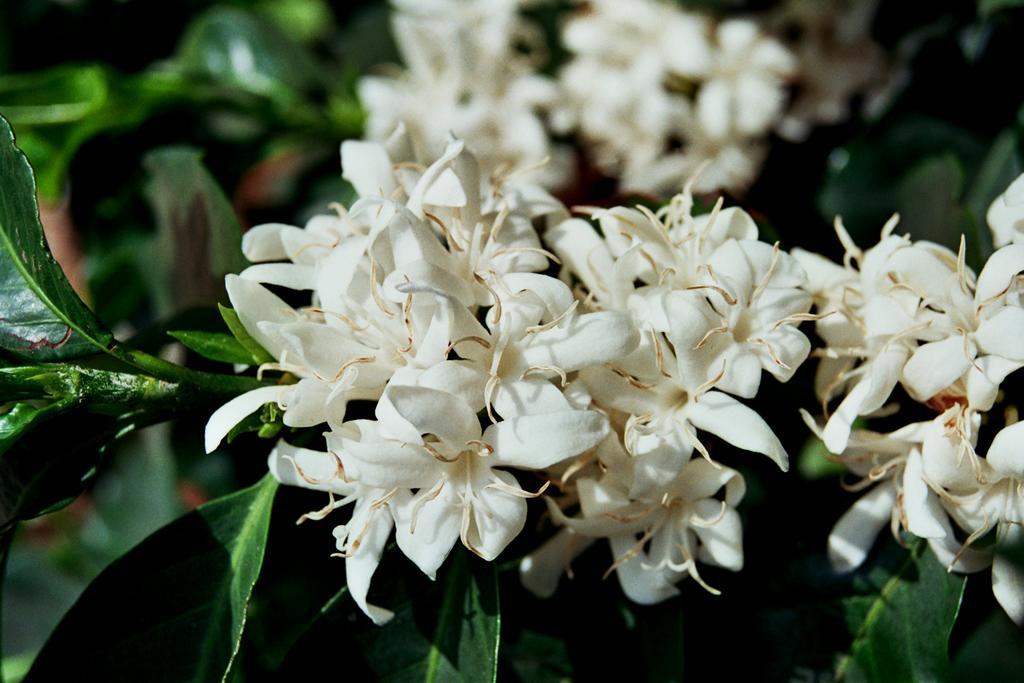 Готель Cafezal Em Flor Turismo E Cafes Especiais Монті-Алегрі-ду-Сул Екстер'єр фото