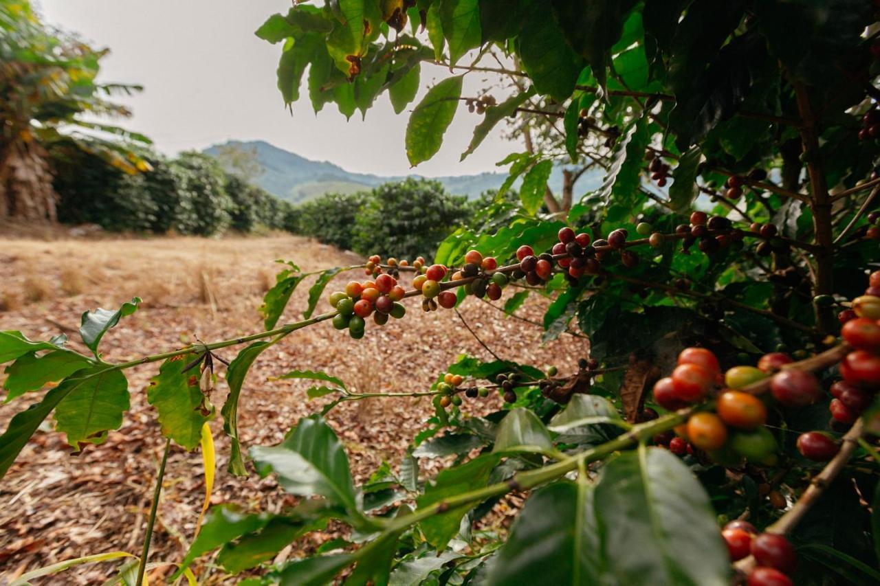 Готель Cafezal Em Flor Turismo E Cafes Especiais Монті-Алегрі-ду-Сул Екстер'єр фото